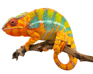 Wie Chameleon™ VPN-Sperren bezwingt